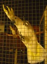 2-6 Parrot  in  zoological park Escurialis * 1704 x 2272 * (1.45MB)
